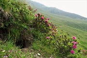 14 Rododendri all'ingresso della 'casa' della marmotta